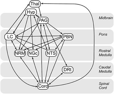 Altered Pain in the Brainstem and Spinal Cord of Fibromyalgia Patients During the Anticipation and Experience of Experimental Pain